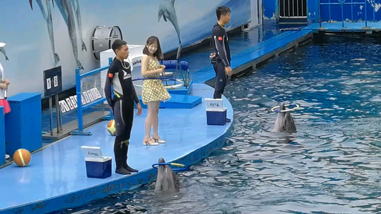 圆叔旅游:秦皇岛海豚馆水上表演